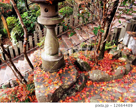 紅葉 紅葉 12664489