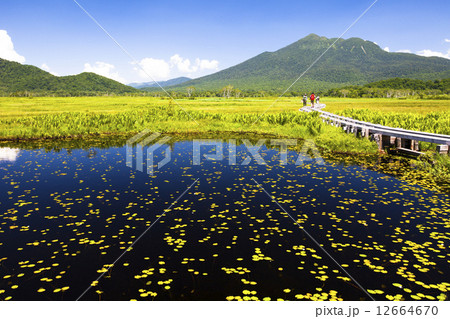尾瀬散策 12664670