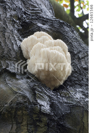Rare Lion's Mane Mushroom (Hericium erinaceus) 12665566