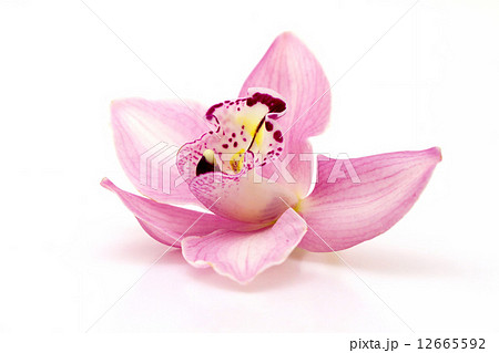 Orchid 12665592