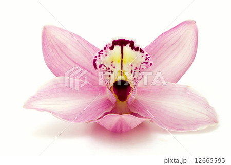 Orchid 12665593