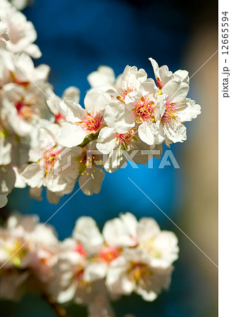 Flower 12665594
