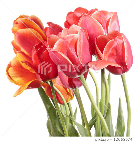 Flowers Flowers 12665674