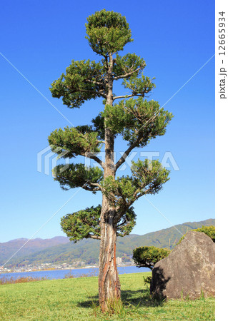 イチイ イチイ 12665934