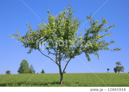 カリン（ 山田池公園 ） 12665938