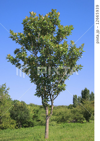 タイサンボク( 山田池公園 ) タイサンボク( 山田池公園 ) 12665939