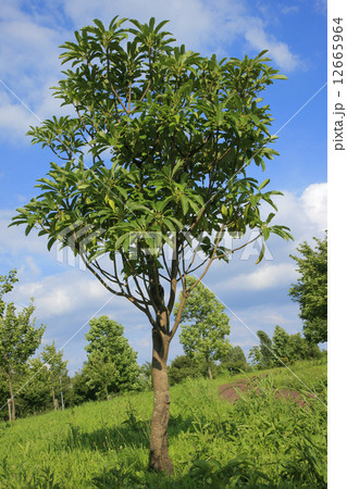 ユズリハ( 山田池公園 ) ユズリハ( 山田池公園 ) 12665964