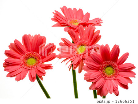 ガーベラ ガーベラ 12666251
