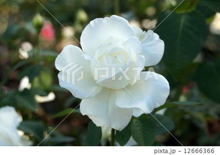 ばらの花・ユキサン ばらの花・ユキサン 12666366