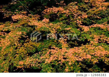 もみじ 12666383
