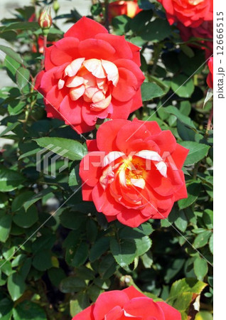 ばらの花・あやおり 12666515