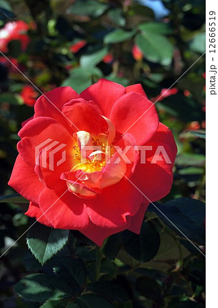 ばらの花・あやおり 12666519