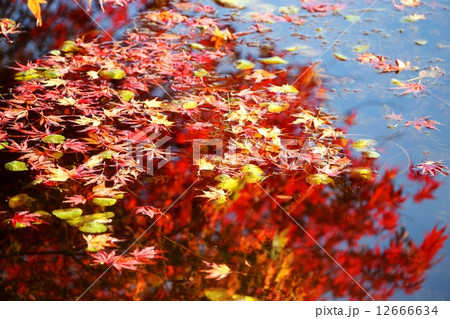 水面で色づく楓の葉ーJapanese Maple Leaves with Refrection 12666634