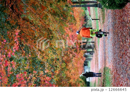 紅葉の中を自転車に乗る人と写真を撮る人ーBiker and  Photographer  in Full  Colour Autumn 12666645