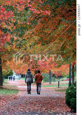 紅葉の中を歩く人々ーPeople  Walking in Full  Colour Autumn 12666647