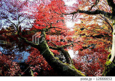 色づく紅葉と池ーJapanese Maple and Pond in Full Autumn Colour 12666652