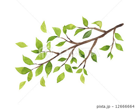 緑の葉がついた木の枝 水彩イラスト のイラスト素材