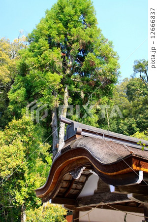 上賀茂神社 12666837
