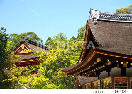 上賀茂神社 上賀茂神社 12666842