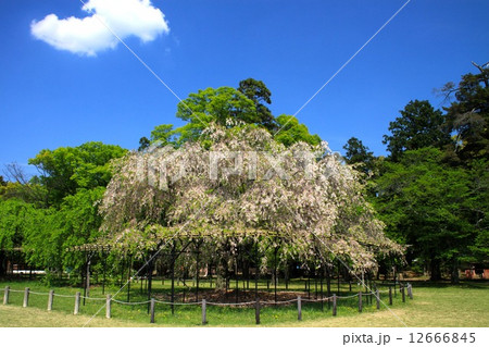 上賀茂神社 12666845