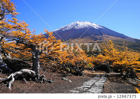10月風景・富士山602富士スバルライン・奥庭の紅葉 12667375
