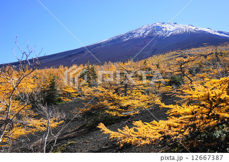 10月風景 富士山590富士スバルライン 御庭の紅葉の写真素材