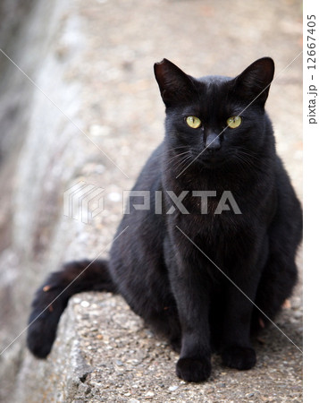 座る黒猫 12667405
