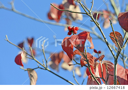 ハナミズキの実 12667418