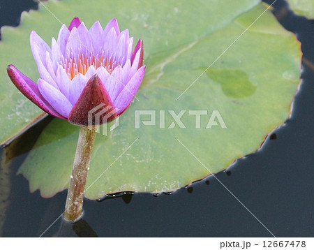 蓮華 蓮華 12667478
