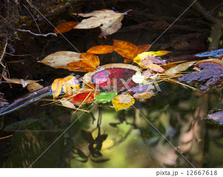 落ち葉 12667618