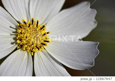 コスモス（秋桜） 12667647