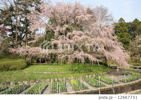 京都 京都府立植物園 大枝垂れ桜 京都 京都府立植物園 大枝垂れ桜 12667731