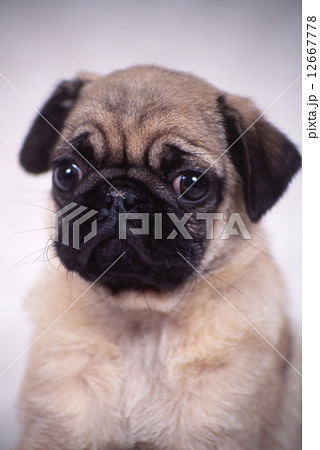 かわいい子犬 12667778