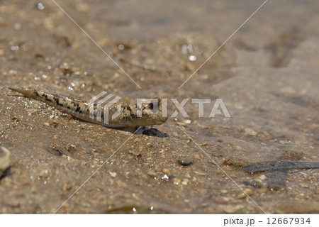 ミナミトビハゼ ミナミトビハゼ 12667934