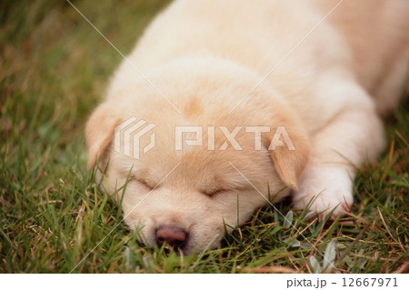 かわいい子犬 かわいい子犬 12667971