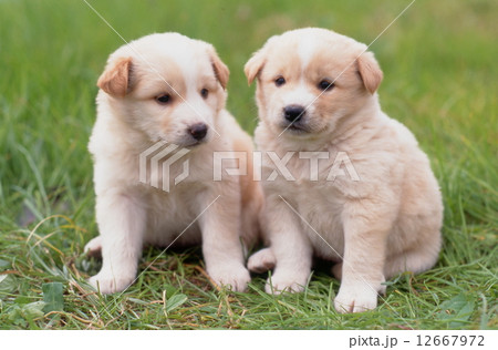 かわいい子犬 12667972