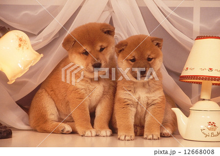 かわいい子犬 12668008