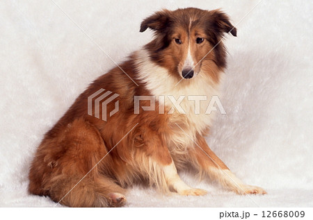 かわいい子犬 12668009