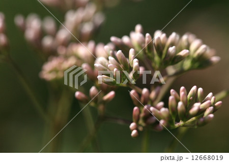 自然 植物 フジバカマ、秋の七草のひとつです。個人的には蕾の時期が一番きれいかなと・・・ 自然 植物 フジバカマ、秋の七草のひとつです。個人的には蕾の時期が一番きれいかなと・・・ 12668019