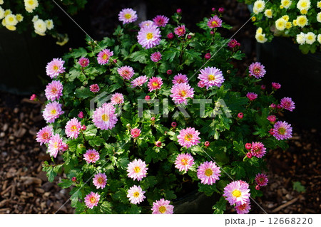 小菊 ピンク 小菊 ピンク 12668220