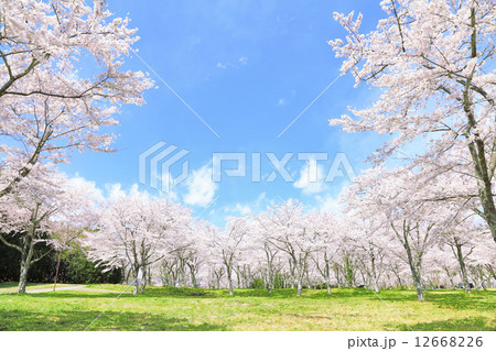 満開の桜 満開の桜 12668226