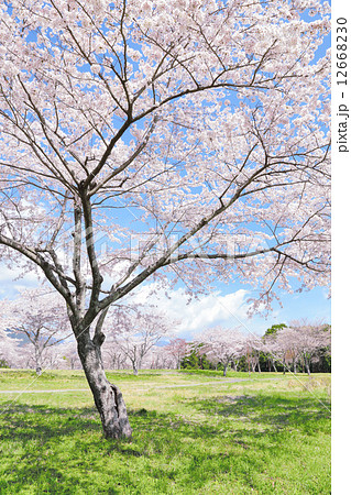 満開の桜 12668230