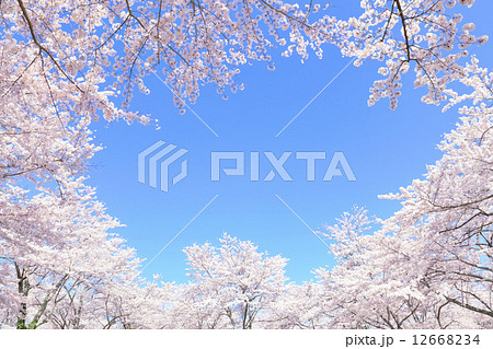 満開の桜 満開の桜 12668234