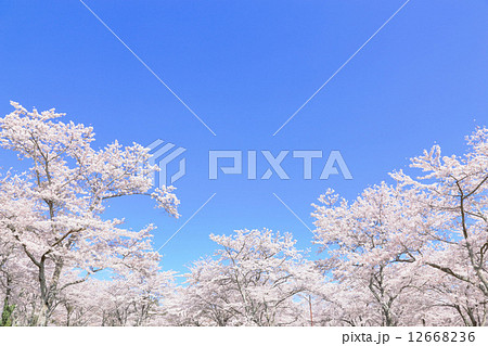 満開の桜 12668236