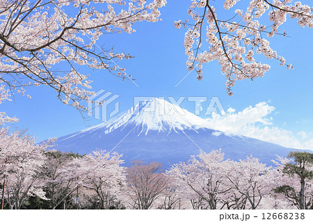 富士山と桜 富士山と桜 12668238