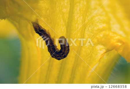 caterpillar 12668358