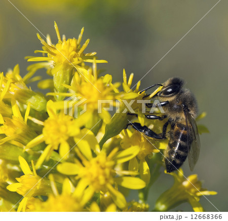bee 12668366