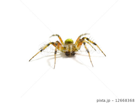 spider isolated spider isolated 12668368