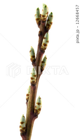 young buds young buds 12668457