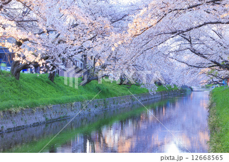 五条川の桜並木 12668565